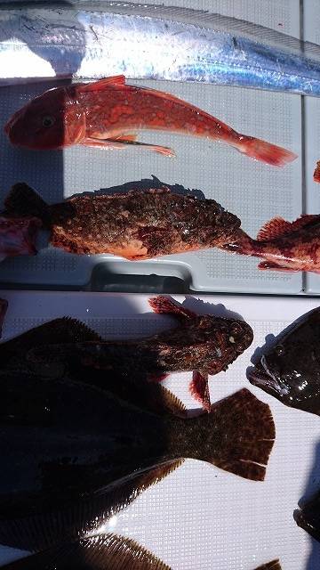 フィッシングボートACE(エース) 釣果