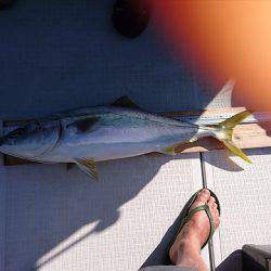 フィッシングボートACE(エース) 釣果