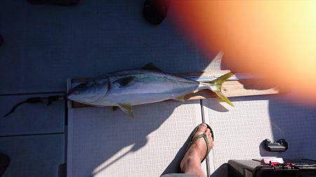 フィッシングボートACE(エース) 釣果