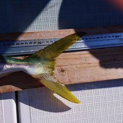 フィッシングボートACE(エース) 釣果