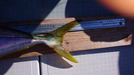 フィッシングボートACE(エース) 釣果