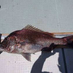 フィッシングボートACE(エース) 釣果