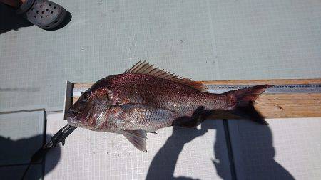 フィッシングボートACE(エース) 釣果