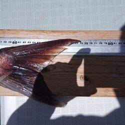 フィッシングボートACE(エース) 釣果