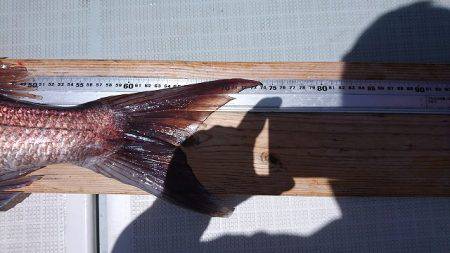 フィッシングボートACE(エース) 釣果