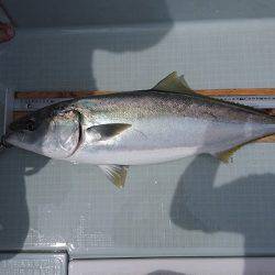 フィッシングボートACE(エース) 釣果