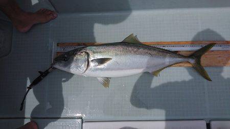 フィッシングボートACE(エース) 釣果