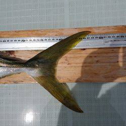 フィッシングボートACE(エース) 釣果