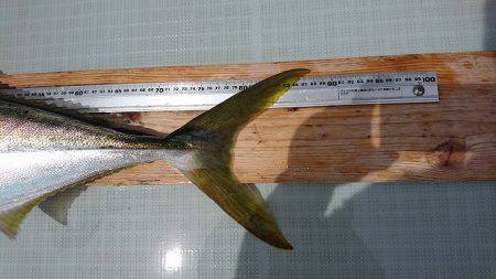 フィッシングボートACE(エース) 釣果