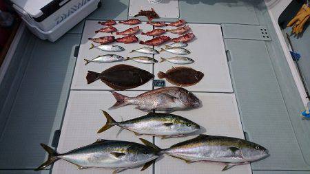 フィッシングボートACE(エース) 釣果