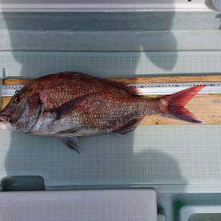 フィッシングボートACE(エース) 釣果