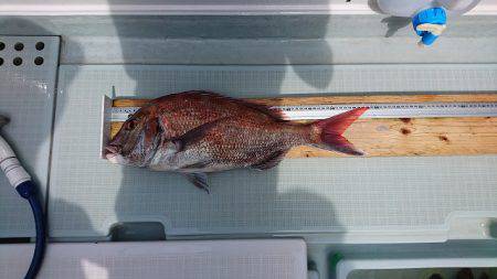 フィッシングボートACE(エース) 釣果