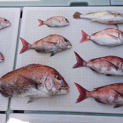 フィッシングボートACE(エース) 釣果