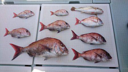 フィッシングボートACE(エース) 釣果