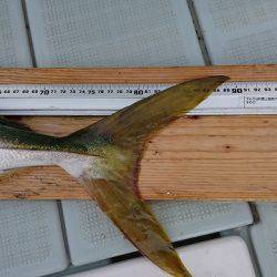 フィッシングボートACE（エース） 釣果