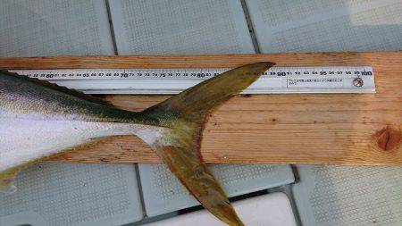 フィッシングボートACE（エース） 釣果