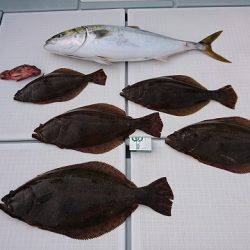 フィッシングボートACE（エース） 釣果