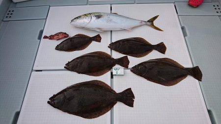 フィッシングボートACE（エース） 釣果