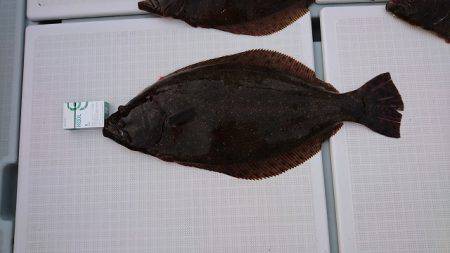 フィッシングボートACE（エース） 釣果