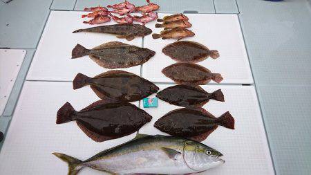 フィッシングボートACE(エース) 釣果