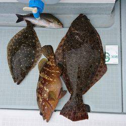 フィッシングボートACE(エース) 釣果