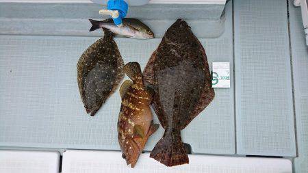 フィッシングボートACE(エース) 釣果