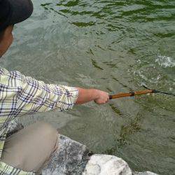 フィッシングエリア帝釈 釣果