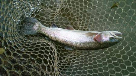 フィッシングエリア帝釈 釣果