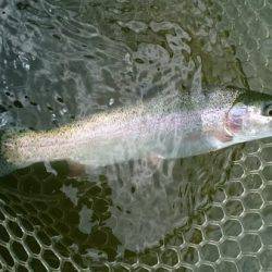 フィッシングエリア帝釈 釣果