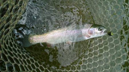 フィッシングエリア帝釈 釣果