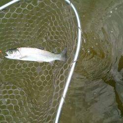 フィッシングエリア帝釈 釣果