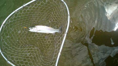 フィッシングエリア帝釈 釣果