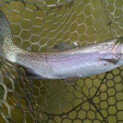 フィッシングエリア帝釈 釣果