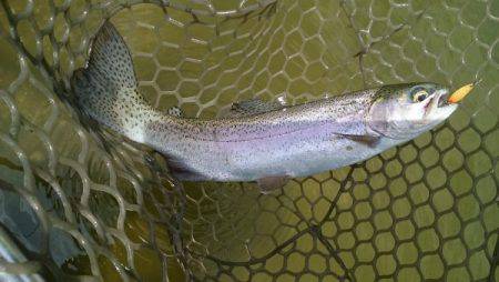 フィッシングエリア帝釈 釣果