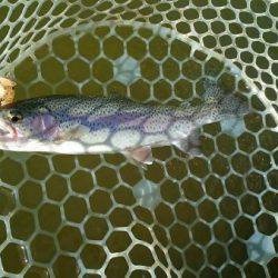 フィッシングエリア帝釈 釣果