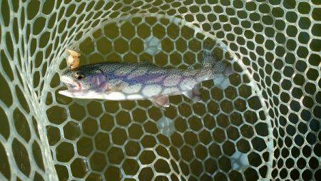 フィッシングエリア帝釈 釣果