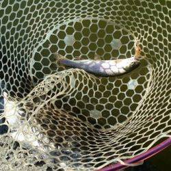 フィッシングエリア帝釈 釣果