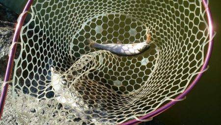 フィッシングエリア帝釈 釣果