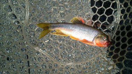 フィッシングエリア帝釈 釣果