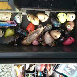 フィッシングエリア帝釈 釣果