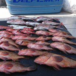 武士(SAMURAI) 釣果