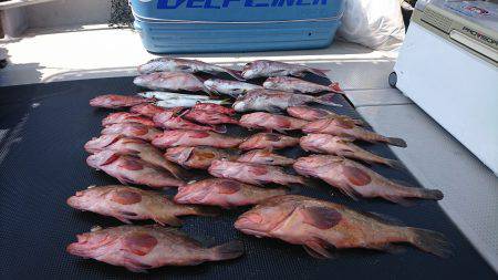 武士(SAMURAI) 釣果