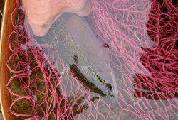 会津大川（会津非出資漁業協同組合） 釣果