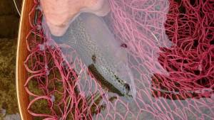 会津大川（会津非出資漁業協同組合） 釣果