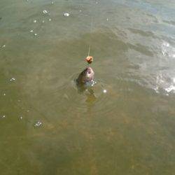 フィッシングエリア帝釈 釣果