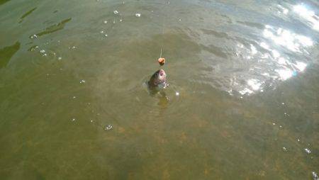 フィッシングエリア帝釈 釣果