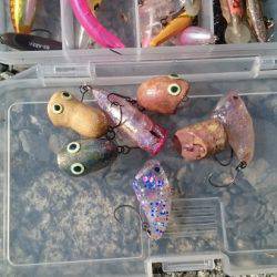 フィッシングエリア帝釈 釣果