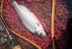 会津大川（会津非出資漁業協同組合） 釣果