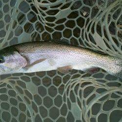 フィッシングエリア帝釈 釣果