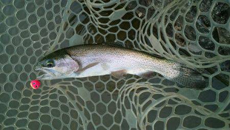 フィッシングエリア帝釈 釣果